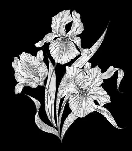 Цветок 051 (ирис)